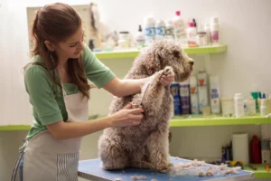 Free Dog Grooming in Downtown Overland Park