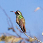 Birding Nature Tours in North Queensland, Australia