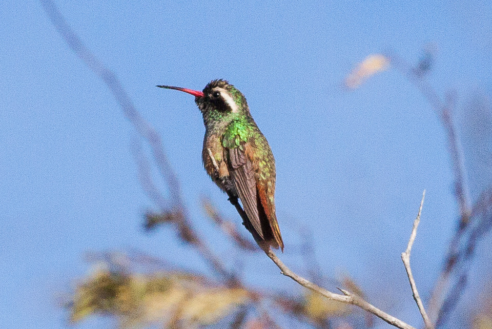 Birding Nature Tours in North Queensland, Australia