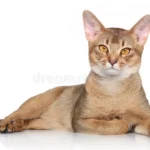 Abyssinian Cat Adoption in Ventura County, CA