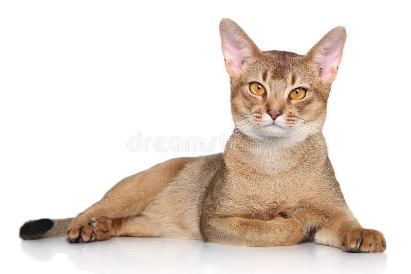 Abyssinian Cat Adoption in Ventura County, CA