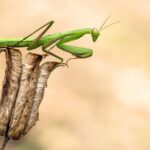 Are Praying Mantises Poisonous?