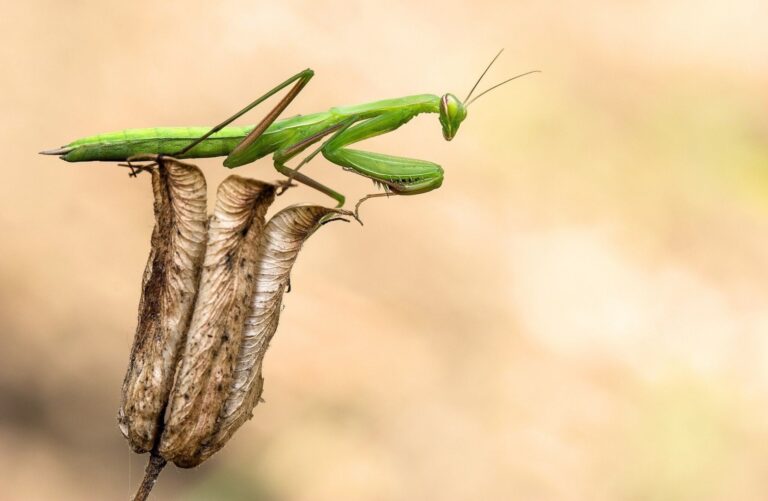 Are Praying Mantises Poisonous?