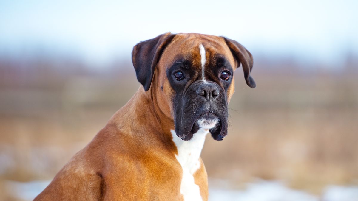 Top 30 Adorable Dog Breeds with the Cutest Puppies