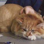 How Does a Lion Cut Affect Your Cat's Health?