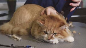 How Does a Lion Cut Affect Your Cat's Health?