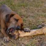 Can Dogs Eat Pork Bones