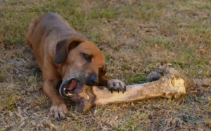 Can Dogs Eat Pork Bones? Safety Tips & Health Risks for Pet Owners