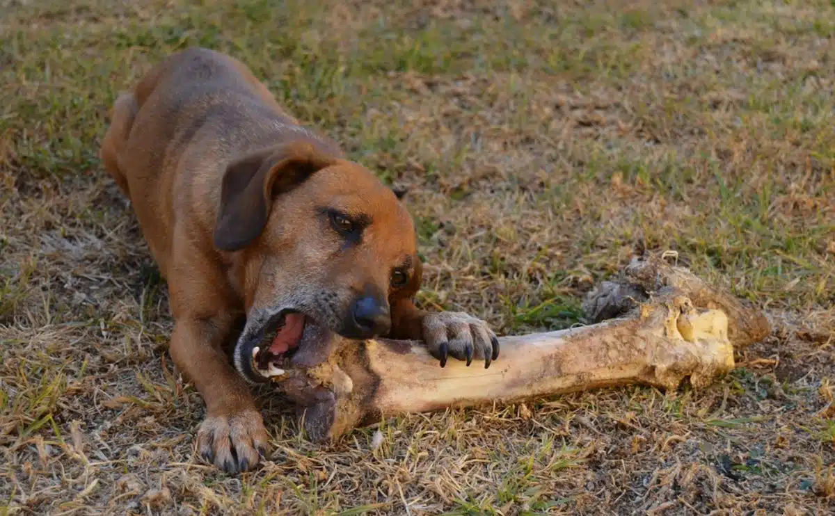 Can Dogs Eat Pork Bones