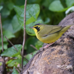 Resident Birds in Gainesville