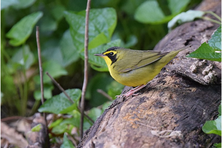 Resident Birds in Gainesville