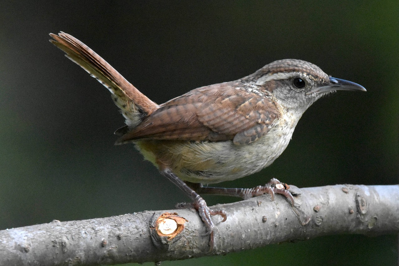 Resident Birds in Gainesville