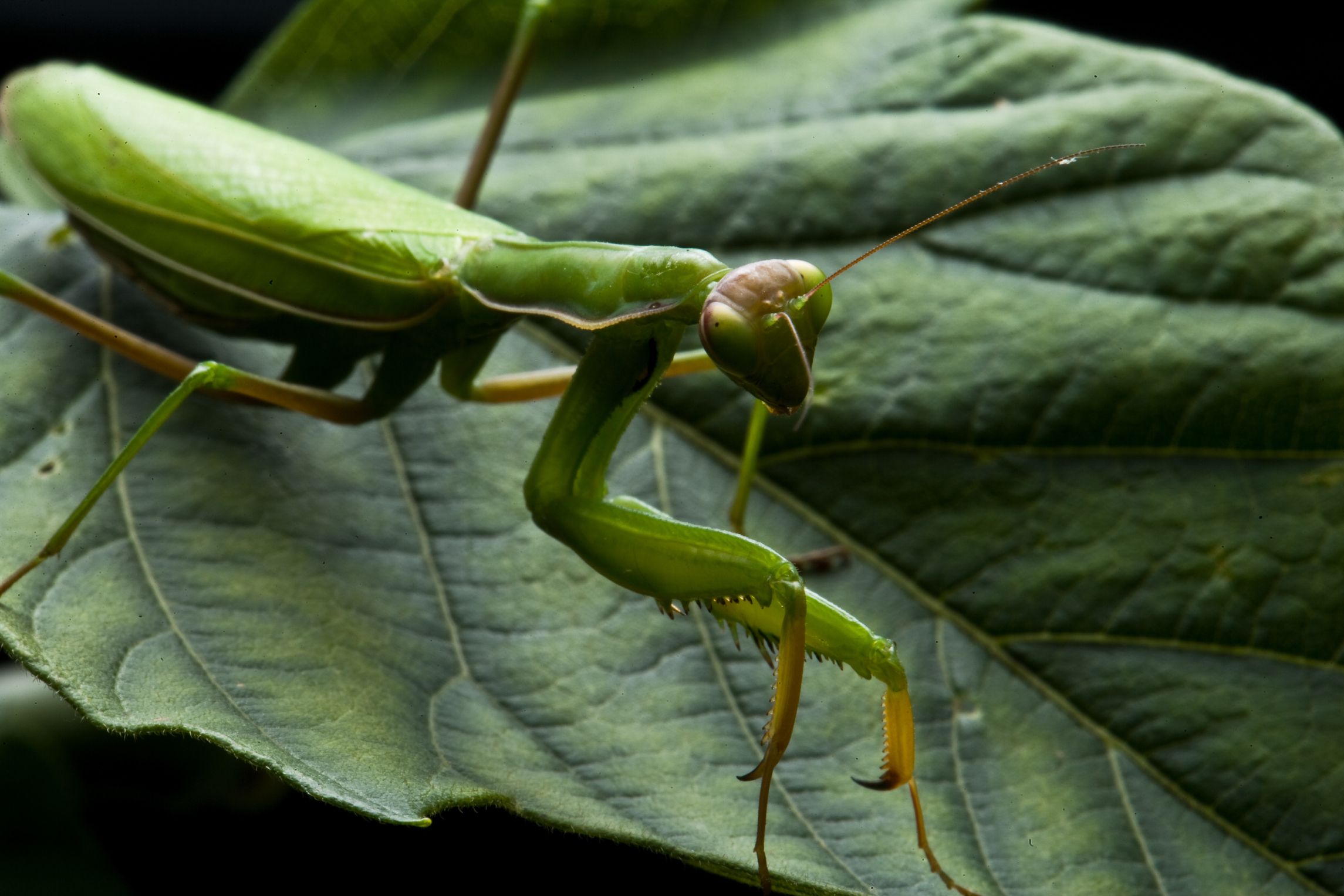 Are Praying Mantises Poisonous?