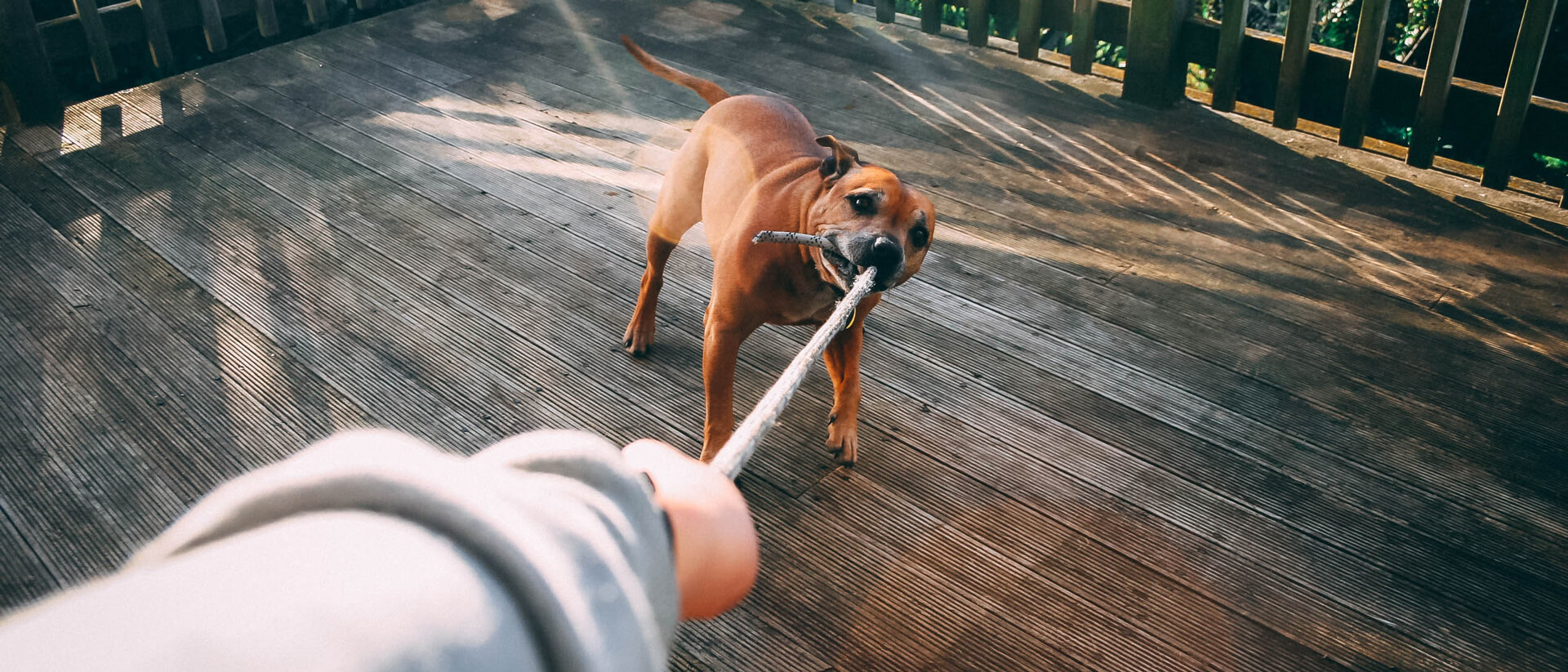 San Bernardino Dog Bite Lawyer