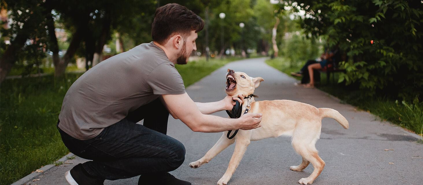 Dog Bite Lawyer Victorville