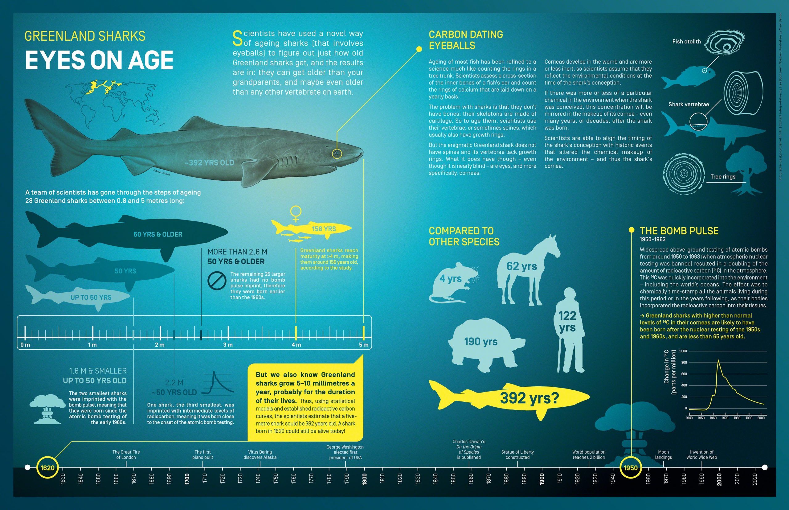 12 Fascinating Shark Facts That Will Blow Your Mind