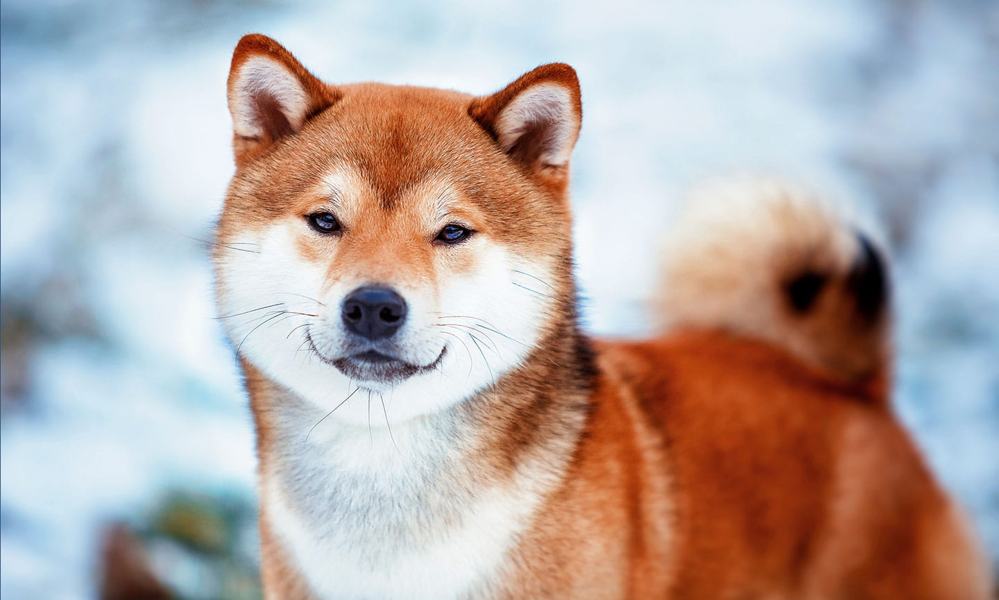 Top 30 Adorable Dog Breeds with the Cutest Puppies