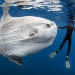 Can Ocean Sunfish Be Dangerous to Humans?