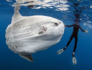 Can Ocean Sunfish Be Dangerous to Humans?