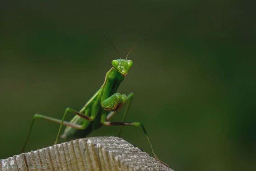 Are Praying Mantises Good Luck?