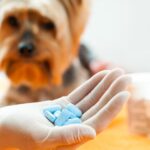 Gabapentin for Dogs