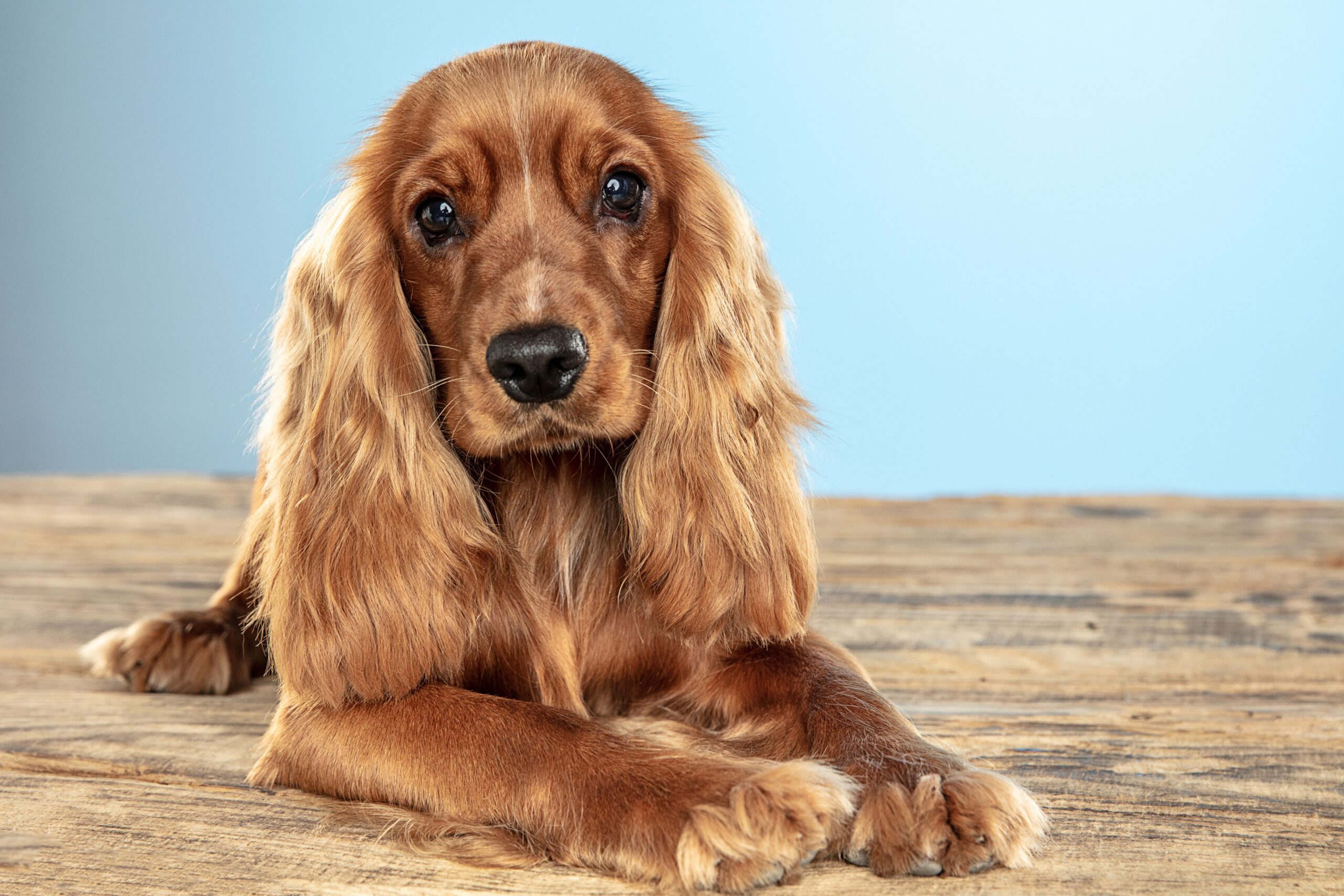 Top 30 Adorable Dog Breeds with the Cutest Puppies