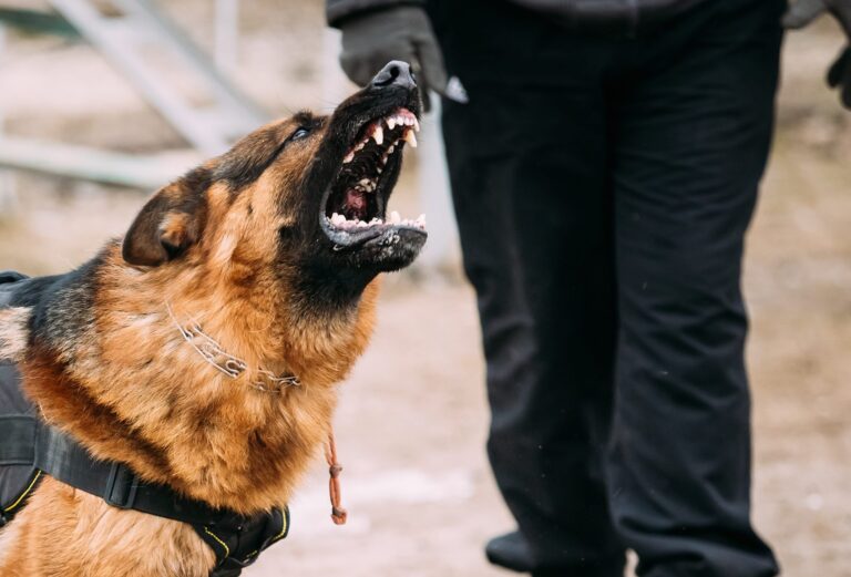 Bitten by a Police Dog: Legal Rights, Consequences, and What You Should Know