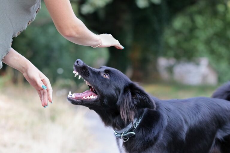 Riverside Dog Bite Lawyer: Your Guide to Legal Help After an Injury