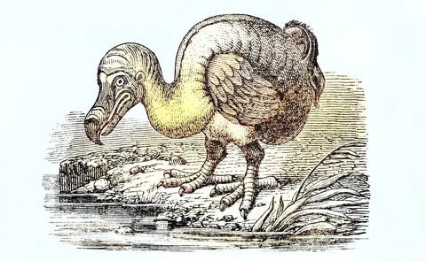 Who Killed the Last Dodo Bird?