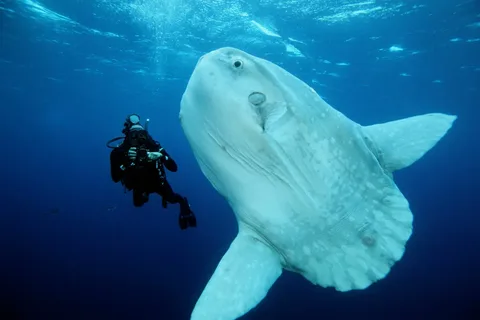 What is an Ocean Sunfish and How Does It Survive in the Deep Sea?