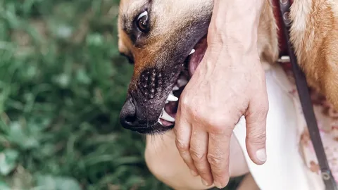 Dog Bite Attorney Riverside, CA: Your Guide to Legal Help After a Dog Attack