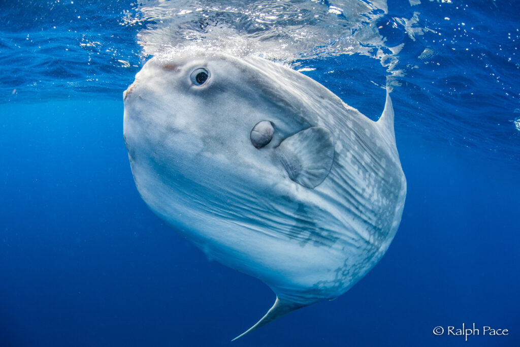 Where Can You Find Ocean Sunfish in the World’s Oceans?