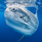 Where Can You Find Ocean Sunfish in the World’s Oceans?