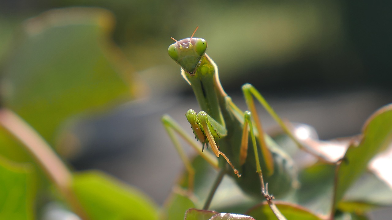 Are Praying Mantises Good Luck?