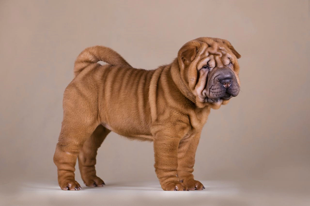 Top 30 Adorable Dog Breeds with the Cutest Puppies