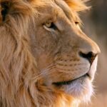 Why Are Lions Considered a Symbol of Strength?