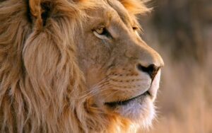 Why Are Lions Considered a Symbol of Strength?