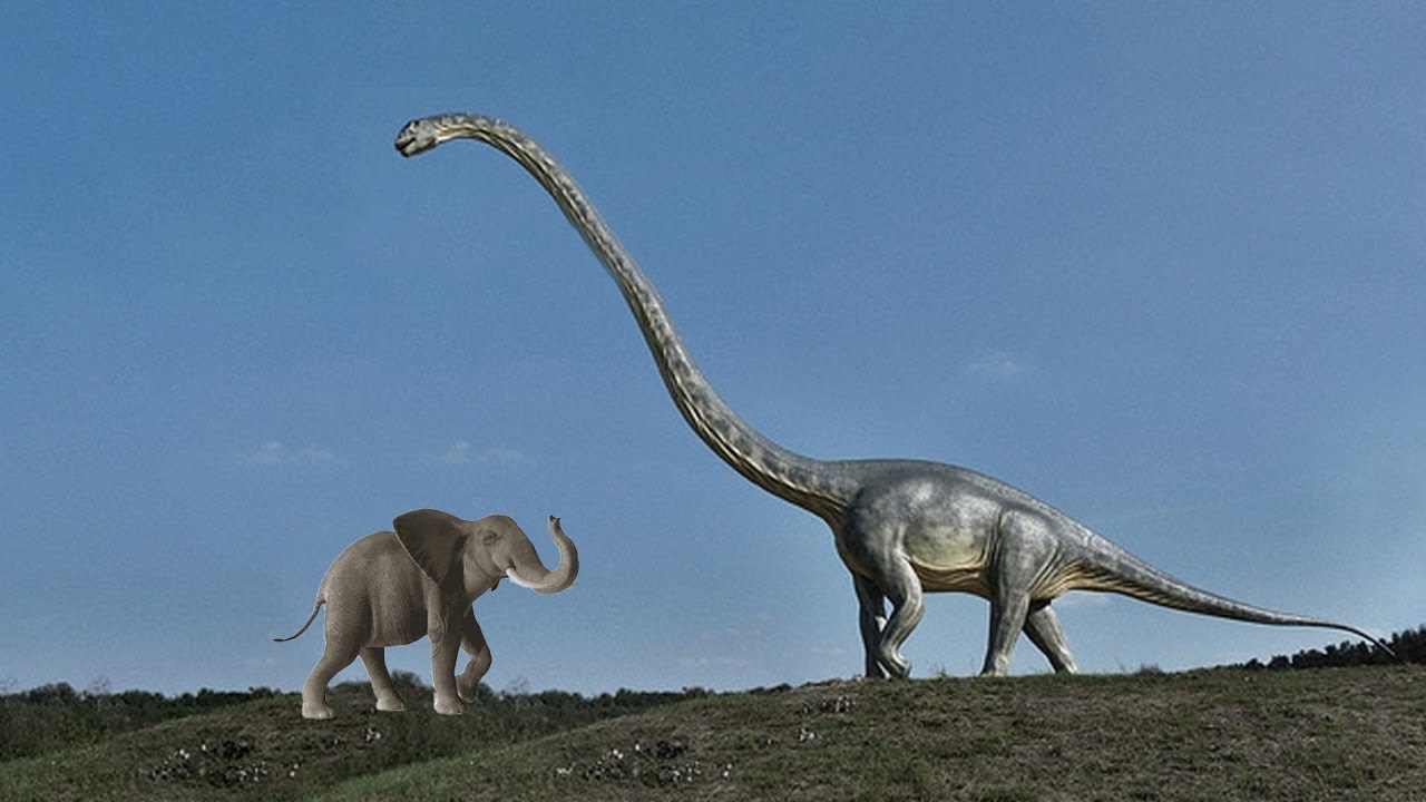 How Did Long-Necked Dinosaurs Eat with Their Long Necks?