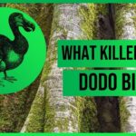 Who Killed the Last Dodo Bird?