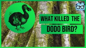 Who Killed the Last Dodo Bird?