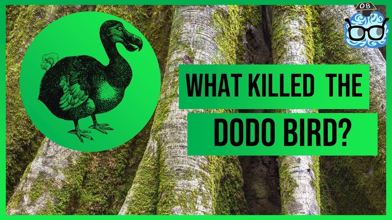 Who Killed the Last Dodo Bird?