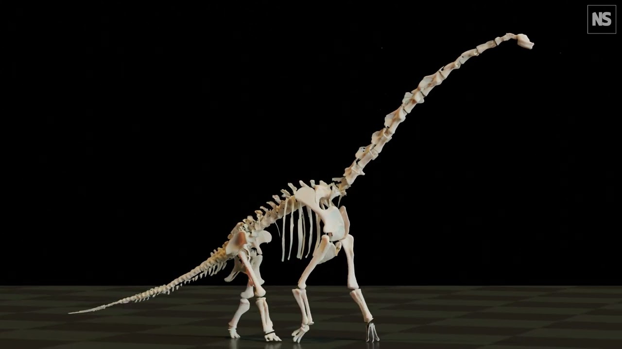 How Did Long-Necked Dinosaurs Evolve?