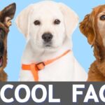 5 Fascinating Facts About Dogs You Didn’t Know