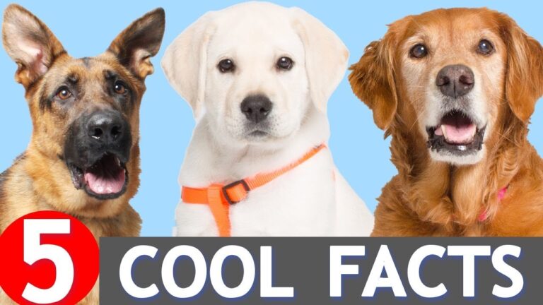 5 Fascinating Facts About Dogs You Didn’t Know