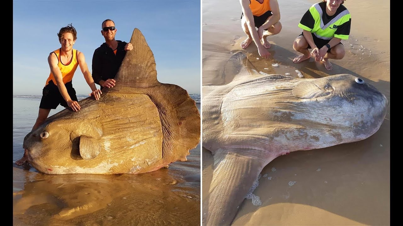 Can Ocean Sunfish Be Dangerous to Humans?