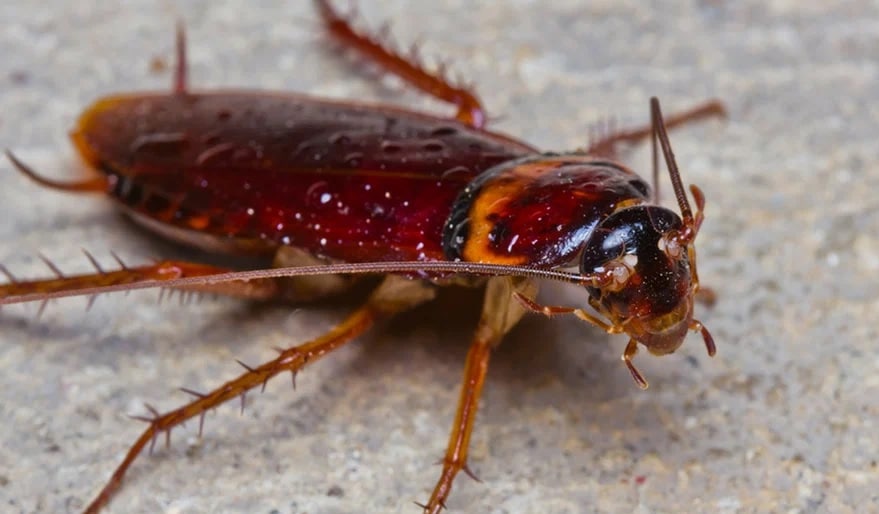 What Do Cockroach Bites Look Like?