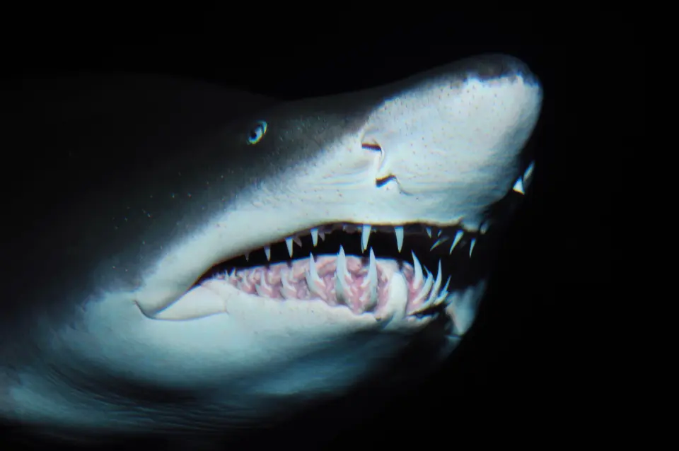 12 Fascinating Shark Facts That Will Blow Your Mind