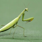 Do Praying Mantises Fly?