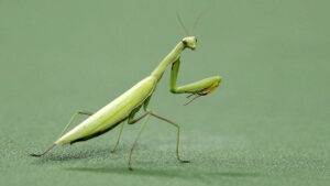 Do Praying Mantises Fly?