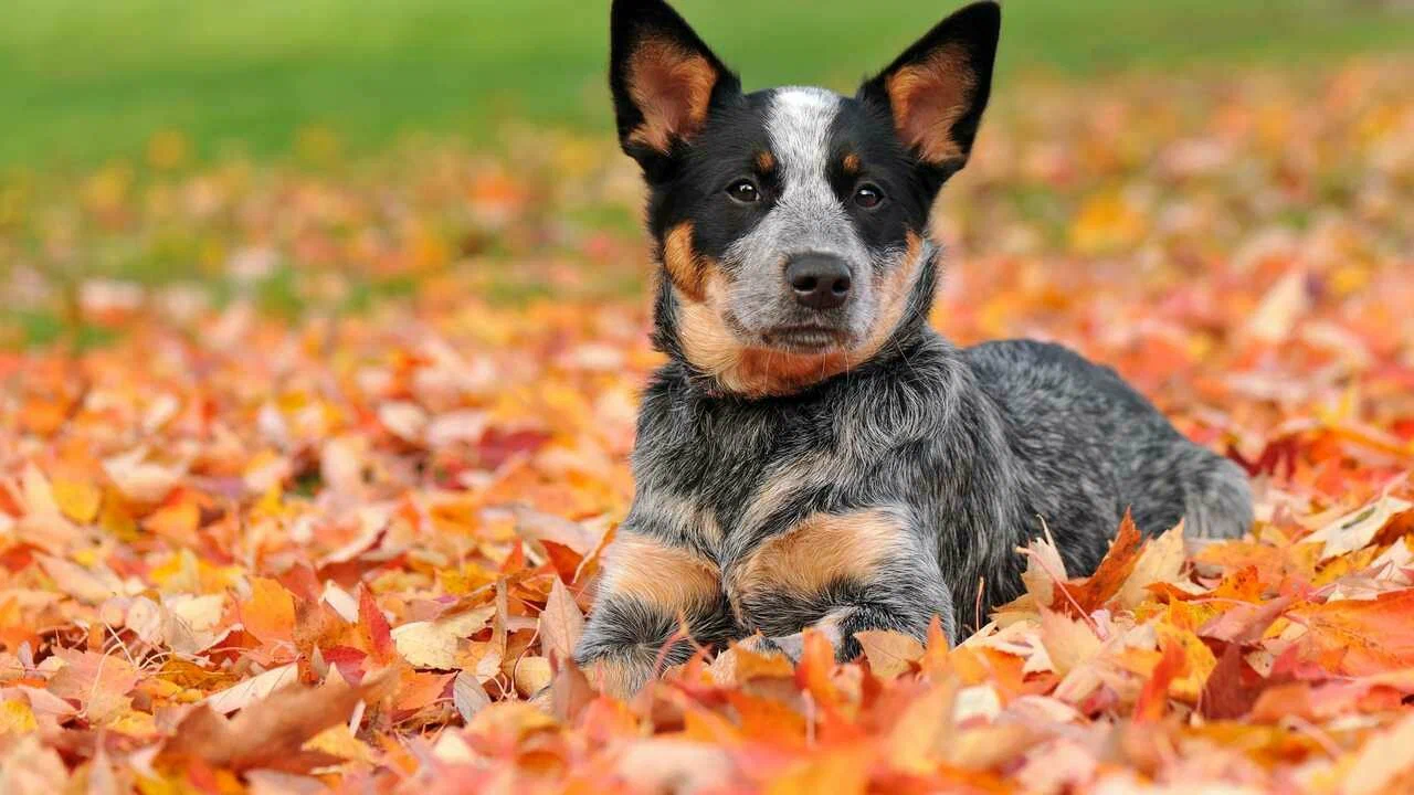 Top 30 Adorable Dog Breeds with the Cutest Puppies